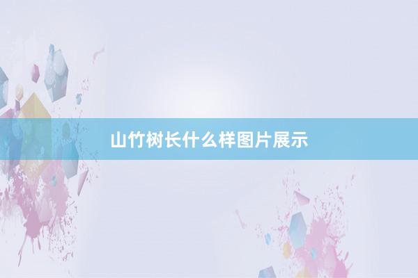 山竹树长什么样图片展示